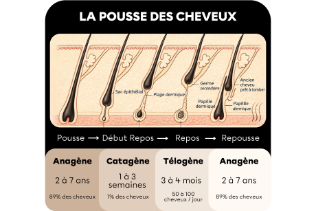 illustration-cycle-du-cheveux-1